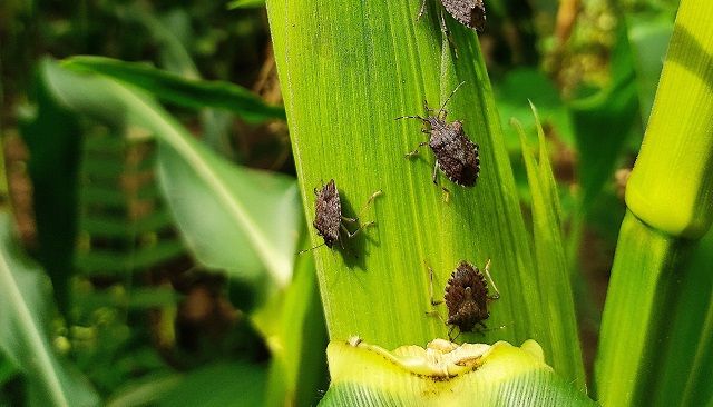 Current Status of Brown Marmorated Stink Bug in Turkey - International ...